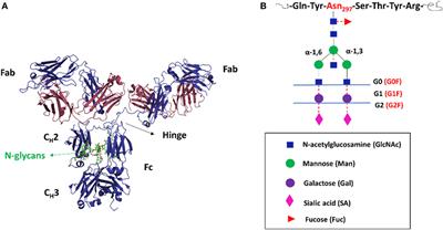 Crystallizable Fragment Glycoengineering for Therapeutic Antibodies Development